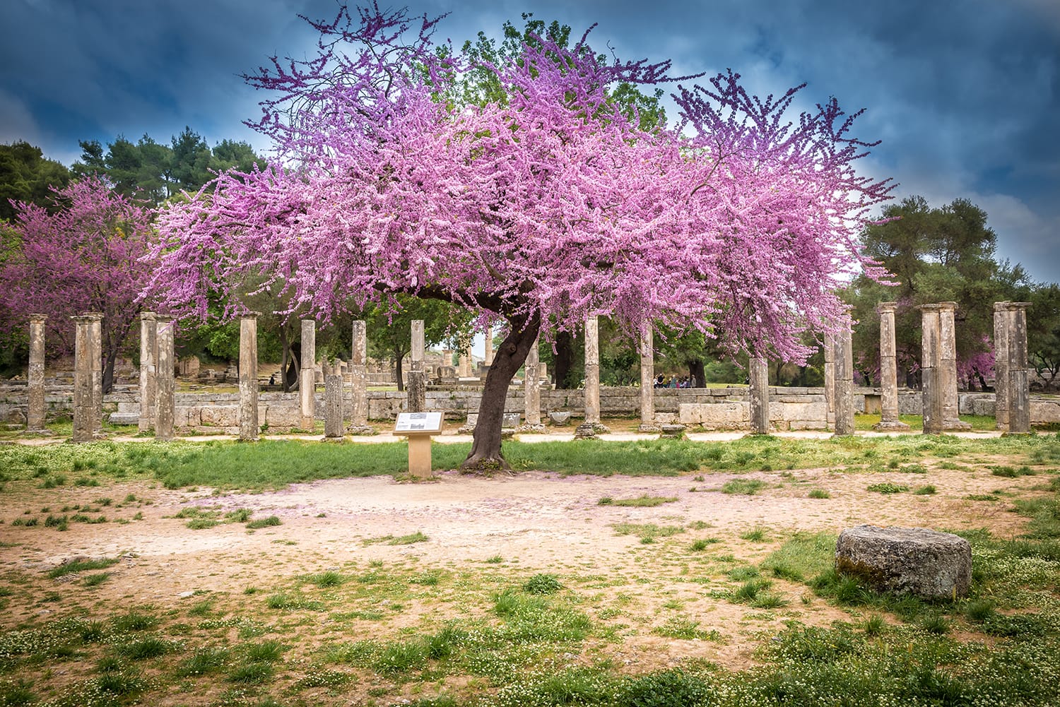 Ancient Olympia, Greece. The Ancient Ruins under Blooming Pink T